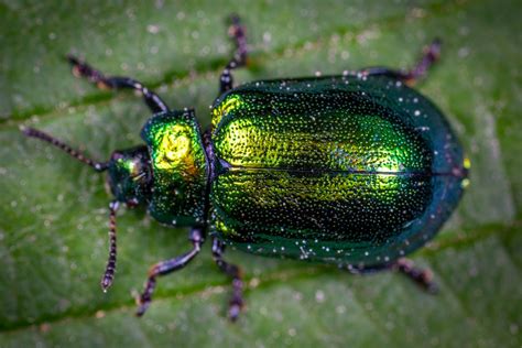 June Bugs - How To Identify and Control Them In Your Yard - Aantex Pest ...