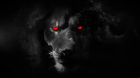 Wallpapers Black Lion - Wallpaper Cave