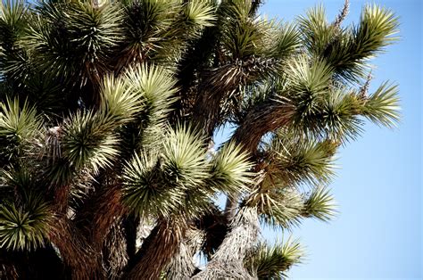 Joshua Tree Cactus Free Stock Photo - Public Domain Pictures