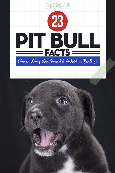 23 Pit Bull Facts and Why You Should Adopt a Pit Bully