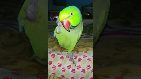 Singing Parrot....😍😍 - YouTube