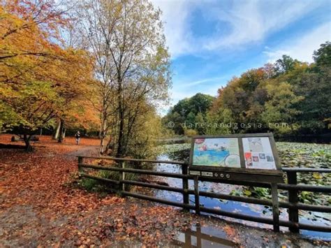 Burnham Beeches walks - England's Top Ancient Woodland!