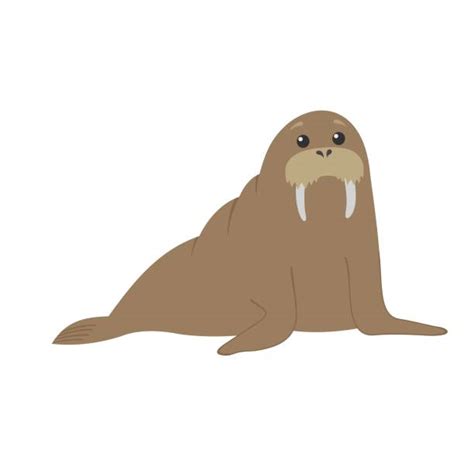 Walrus Illustrations, Royalty-Free Vector Graphics & Clip Art - iStock