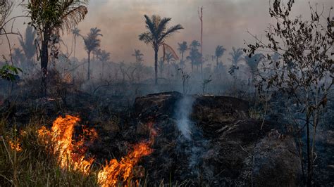 Amazon Deforestation Soars as Pandemic Hobbles Enforcement - The New ...