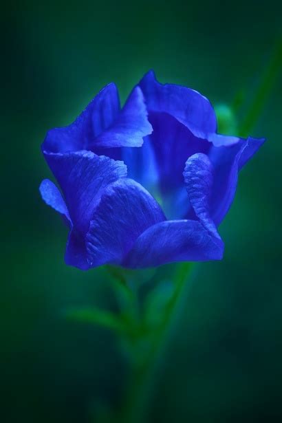 Niebieski kwiat Darmowe zdjęcie - Public Domain Pictures