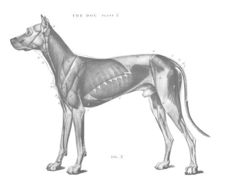 An atlas of animal anatomy for artists