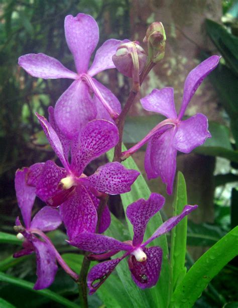File:Purple flowers Da Lat.jpg - Wikipedia
