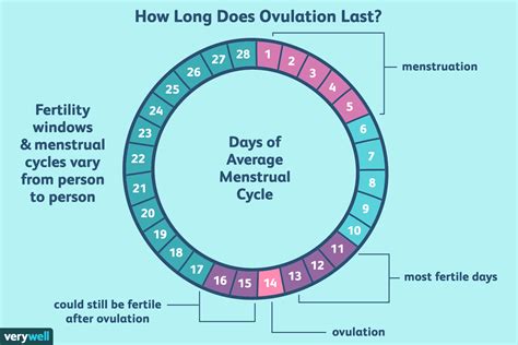 How Long Does Ovulation and Your Fertile Window Last?