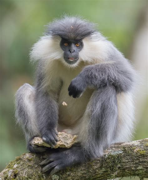 Capped langur (Trachypithecus pileatus) | Morten Ross