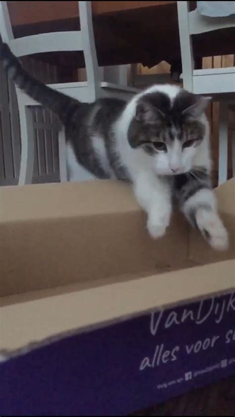 This picture i made of my cat jumping in a box : r/pics