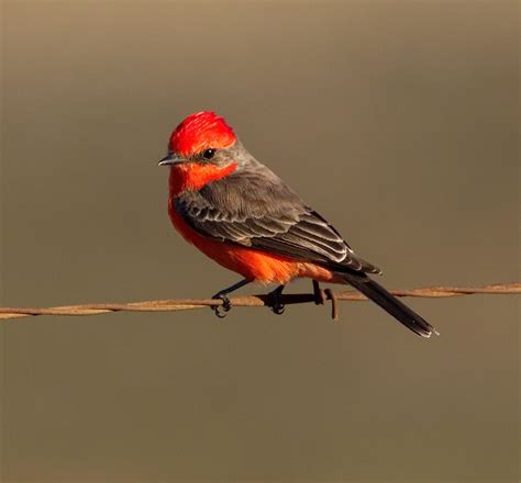 Vermilion Flycatcher | San Diego Bird Spot