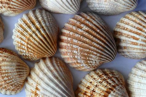 How to Clean Seashells the Right Way - Includes 2 methods | Feeling Nifty