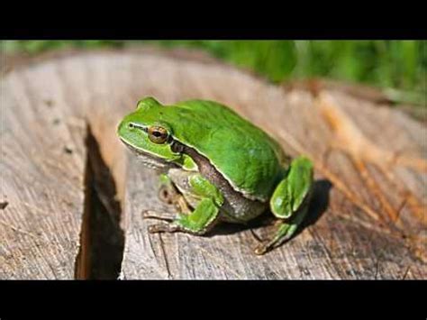 Green Frog, croaking sound effect Free Download - YouTube