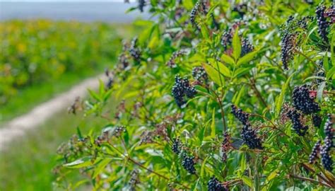 Elderberry Spreading - What To Expect & How To Stop It