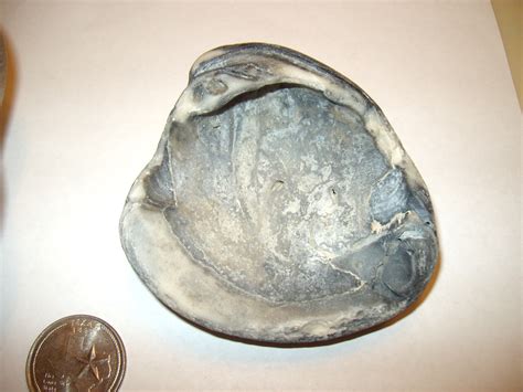 Sea Shells - Fossil ID - The Fossil Forum