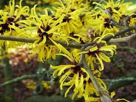 Hamamelis mollis - Alchetron, The Free Social Encyclopedia