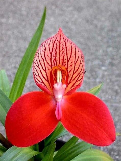 Disa Unifoam | Beautiful orchids, Wonderful flowers, Orchid flower