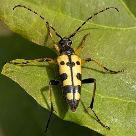 Longhorn beetle | A yellow & black spotted longhorn beetle b… | Flickr