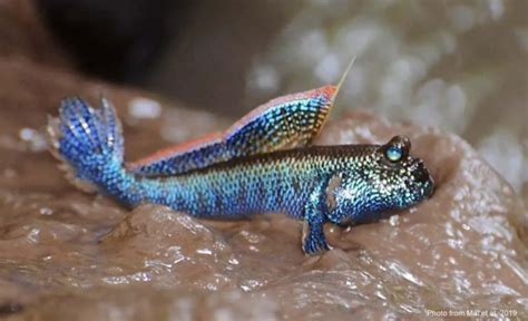 Mudskipper Mystery: Tracing True Evolutionary Origins - FISHBIO ...