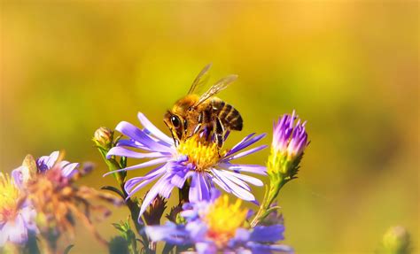 Bee propolis: benefits, uses and safety