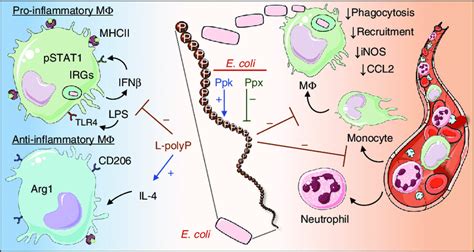 Schematic of polyphosphate effects on myeloid cells. Long-chain ...