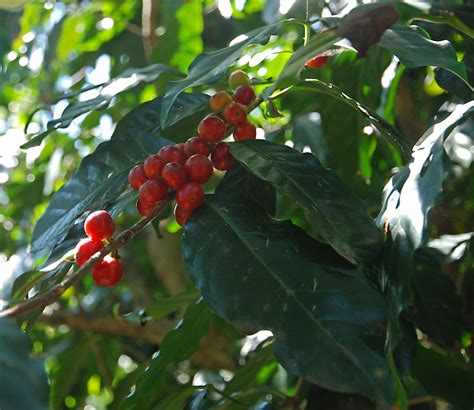 Coffee beans growing | Tim Proffitt-White | Flickr