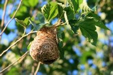 Line Drawing Of Weaver's Nest Free Stock Photo - Public Domain Pictures