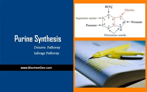 Purine Synthesis : Synthesis of Purine RiboNucleotides