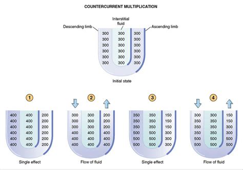 kidney - How does the counter-current multiplier work in the nephrons? - Biology Stack Exchange