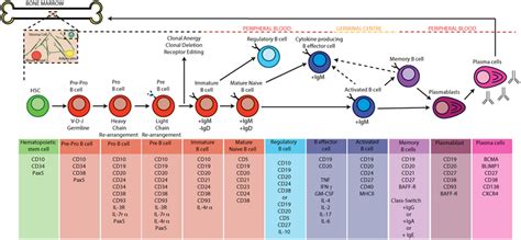 | B cell development and activation in humans. B cells develop from... | Download Scientific Diagram