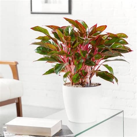 Spice Up Your Indoor Plant Collection with These 15 Impressive Red Houseplants - Ames Farm Center