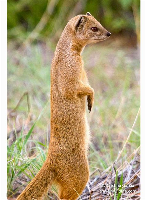 Yellow mongoose on the alert. They feed on small mammals, lizards and snakes, as well as eggs ...