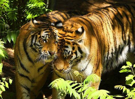 Romantic (With images) | Tiger, Tiger love, Wild cats