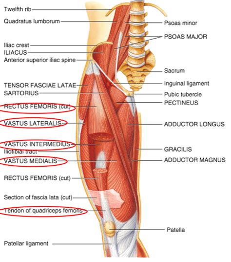 Diagram of Muscles of the Anterior Thigh | Quizlet