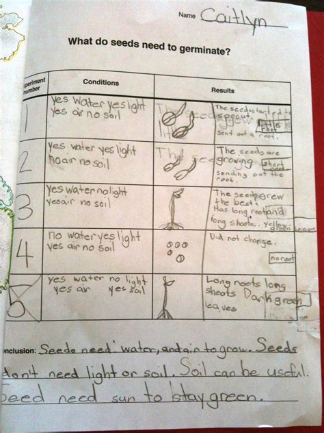 Seed Germination Worksheet