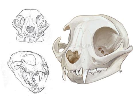 Image result for house cat face anatomy | Skull sketch, Skeleton drawings, Skull drawing