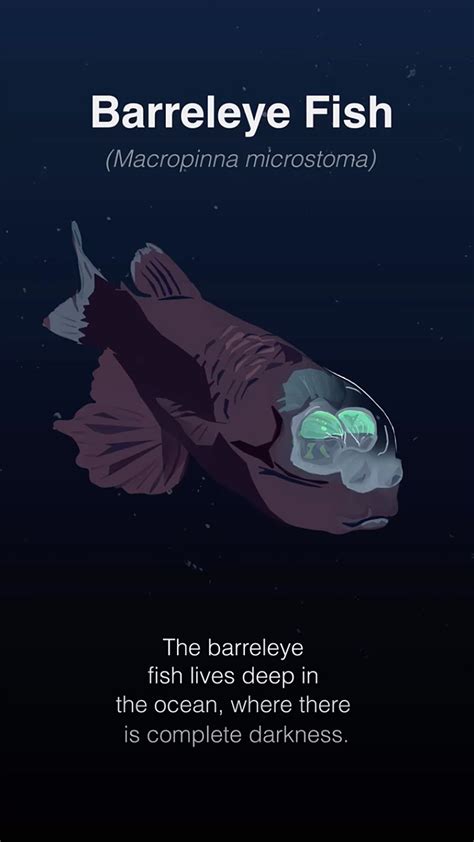 Barreleye Fish | Office of National Marine Sanctuaries