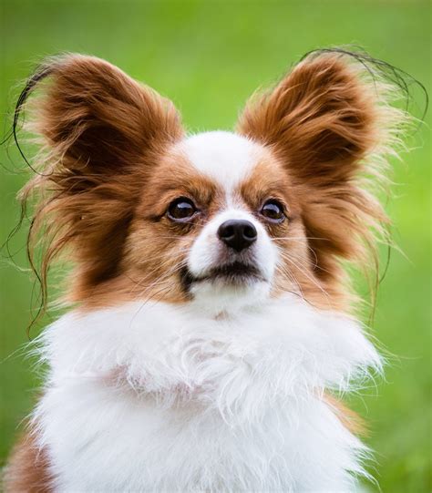 Papillon Dog Breed Trainability, Temperament & Other Best Facts