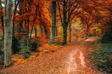 Imagem gratis no Pixabay - Outono, Distância, Folhas, Colorido | Autumn forest, Landscape, Photo