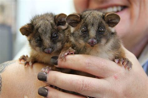 Ringtail Possum - ZooBorns