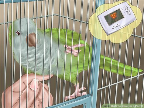 How to Care for a Parrot (with Pictures)