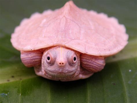 White Mississippi Map Turtles - Albino Turtles | Turtle Morphs