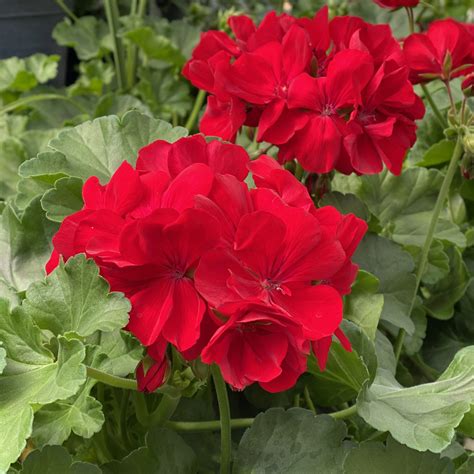 Geranium Plant Red