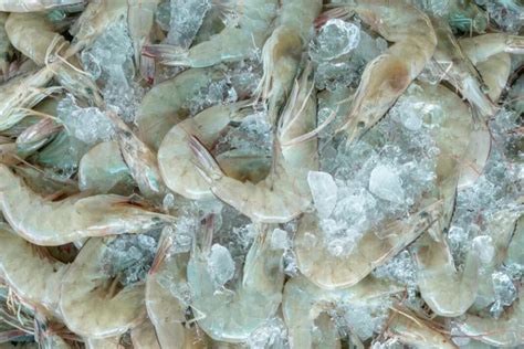 A Comprehensive Guide to Sustainable Shrimp Farming