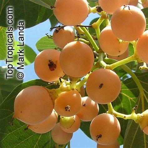 Cordia myxa , Assyrian Plum, Lasura - TopTropicals.com