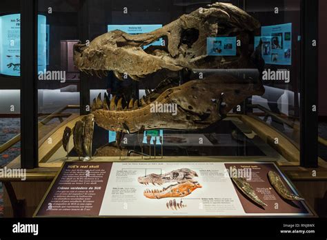 The real fossil skull of famous "Sue" the T. Rex in display. The Field Museum, Chicago, Illinois ...