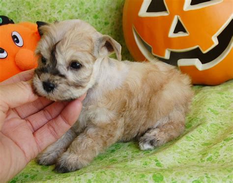 Miniature Toy Teacup Schnauzers for Sale | Toy Teacup Miniature Schnauzer Puppies Schnauzer Mix ...