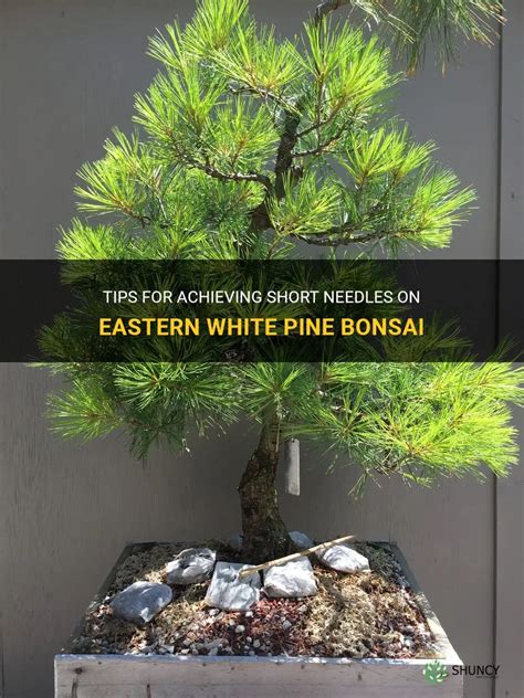 Tips For Achieving Short Needles On Eastern White Pine Bonsai | ShunCy