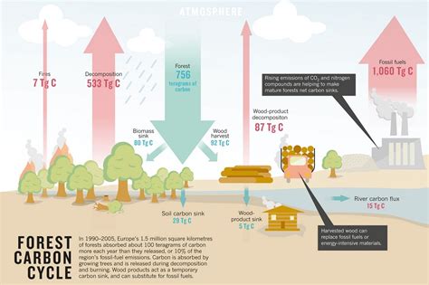 Forests as Carbon Sinks - American Forests