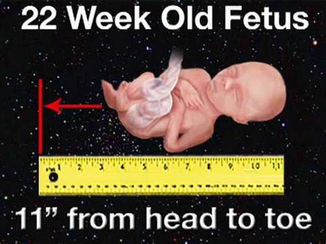 Fetal Development Week 22 (Pregnancy Health Guru) - YouTube